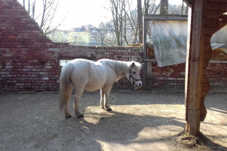 "Snoopy" war der Liebling des Großpostwitzer Reitvereins.