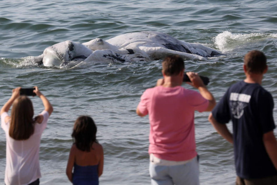 Touristen staunten über den Meeresriesen am Ufer, schossen fleißig Fotos.