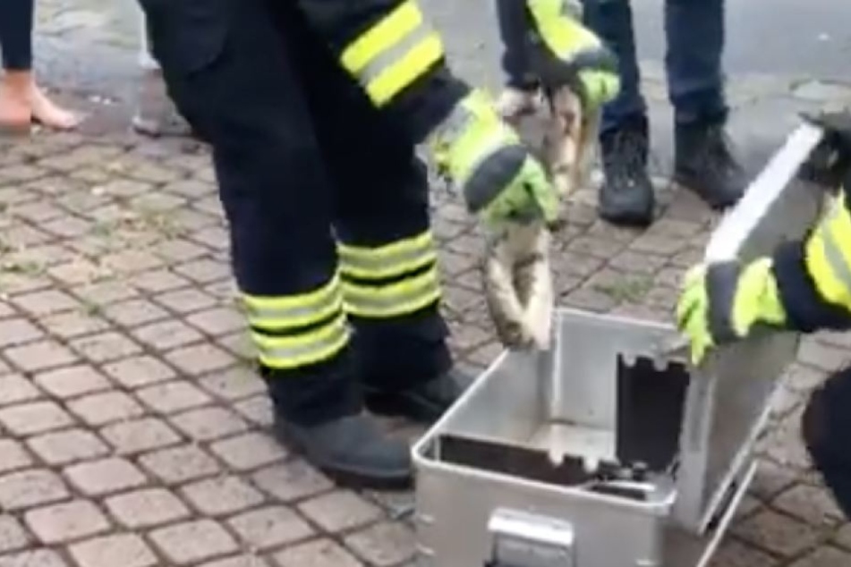 Die Kameraden verpackten die Schlange in eine sichere Kiste.
