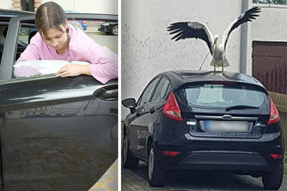 Immer wieder Hack-Attacken auf dunkle Autos: Dieser Storch ist ein Fall für die Klapper