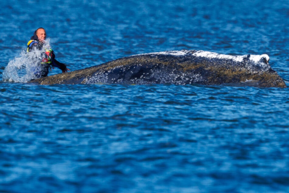 Wie geht es mit Buckelwal "Timmy" weiter? Retter-Team löst sich immer mehr auf!