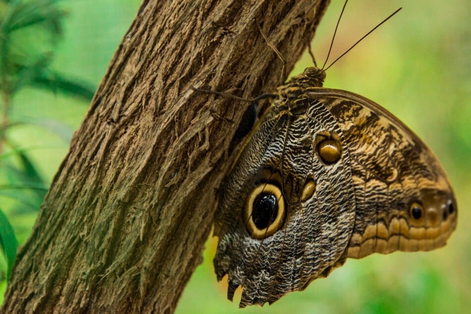 Welches ist das größte fliegende Insekt Deutschlands? Motte, Schmetterling oder Käfer?