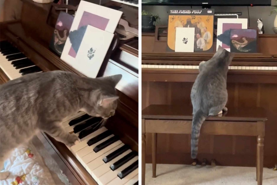 Goose the cat has millions of TikTokers freaking out over his adorable (and downright impressive) piano skills!