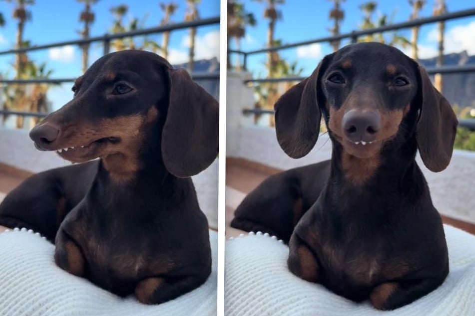 Million-dollar smile! When this Dachshund shows her joy, everyone can't help but laugh