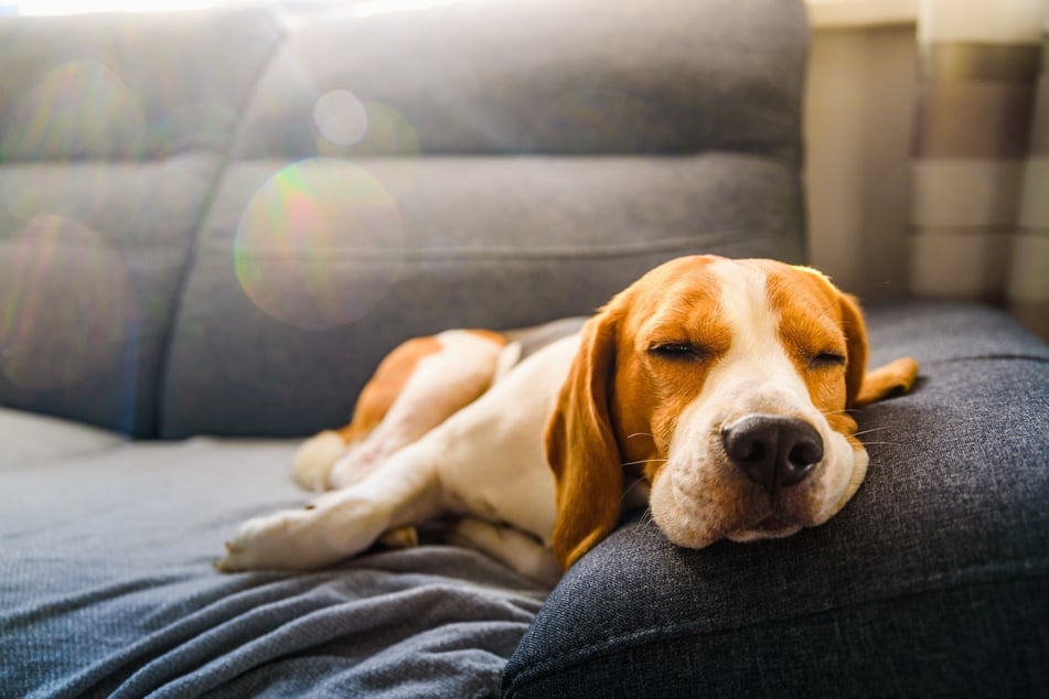 There are a vast assortment of reasons why your dog might be restless and constantly pacing.