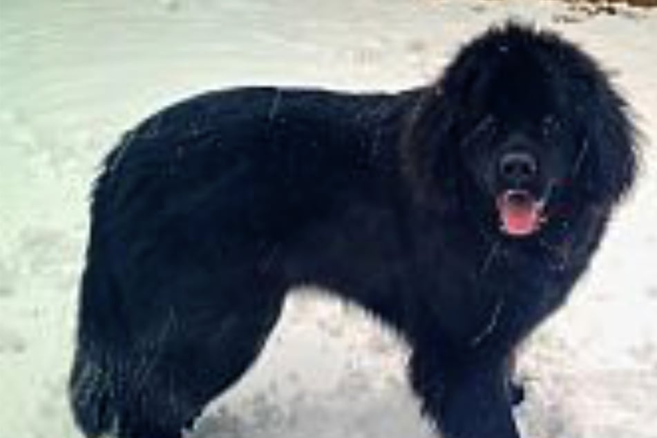 Amara hatte eigentlich bereits ihr Glück gefunden, dann mussten ihre Menschen sie aber leider aus gesundheitsbedingten Gründen an das Tierheim abgeben.