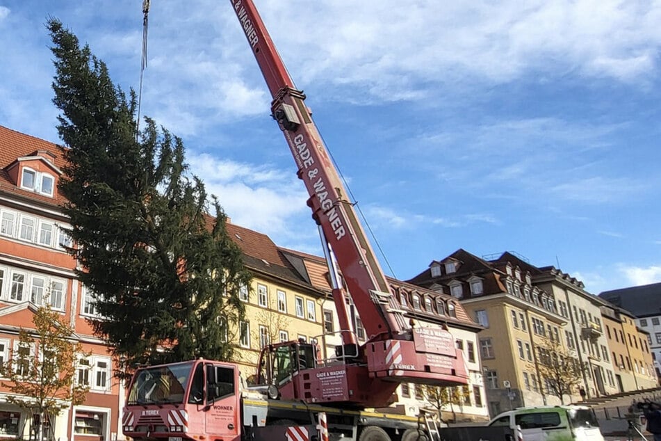 Die Rotfichte steht inzwischen fest auf dem Gothaer Hauptmarkt.