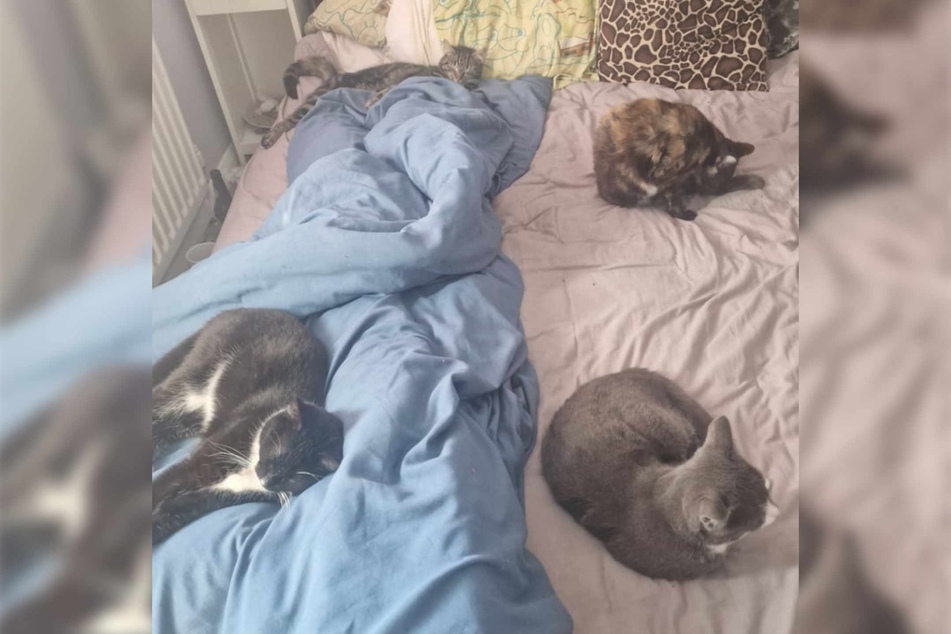 Waking up early in the morning with four kitties in bed is a dream come true! This is exactly what happened to this woman, except... she only owns three cats!