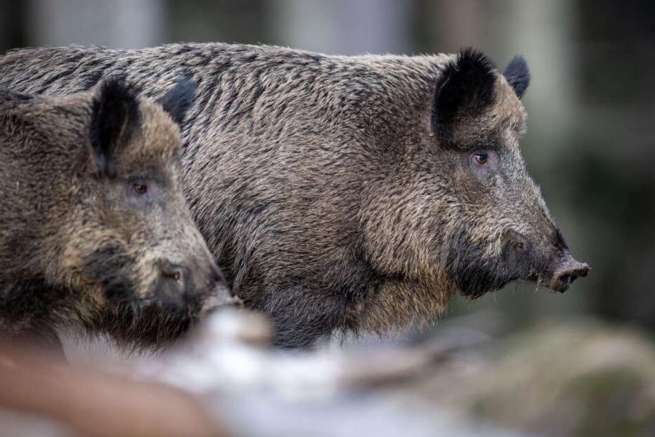 Zwei Wildschweine stehen auf einem Plateau im Wald. Die Schweinepest ist bedrohlich Nahe an die deutsche Grenze herangerückt. (Symbolbild)