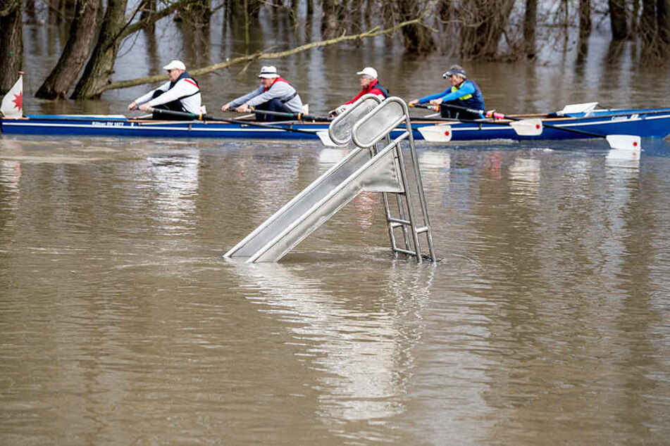 Das Rhein-Hochwasser sorgt für ungewöhnliche Ausflüge.