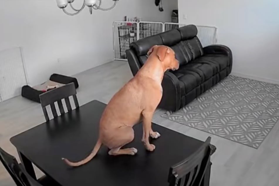 Vypadá smutně – ale zároveň stále odvážněji. Tlačítko se na konci klipu odváží na jídelní stůl.