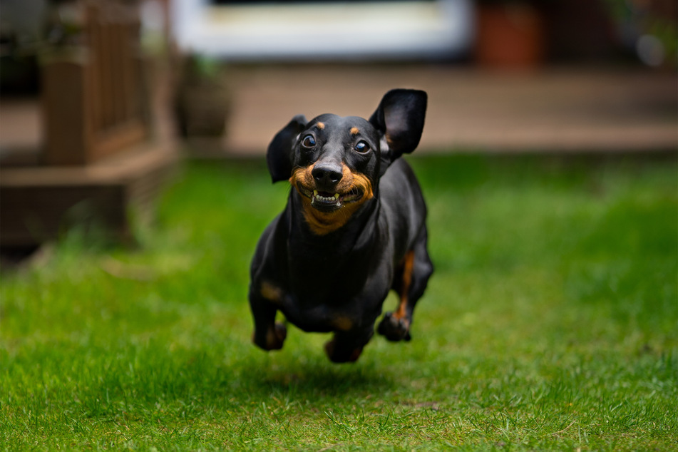 The Dachshund is perfect for the meme factor on social media.