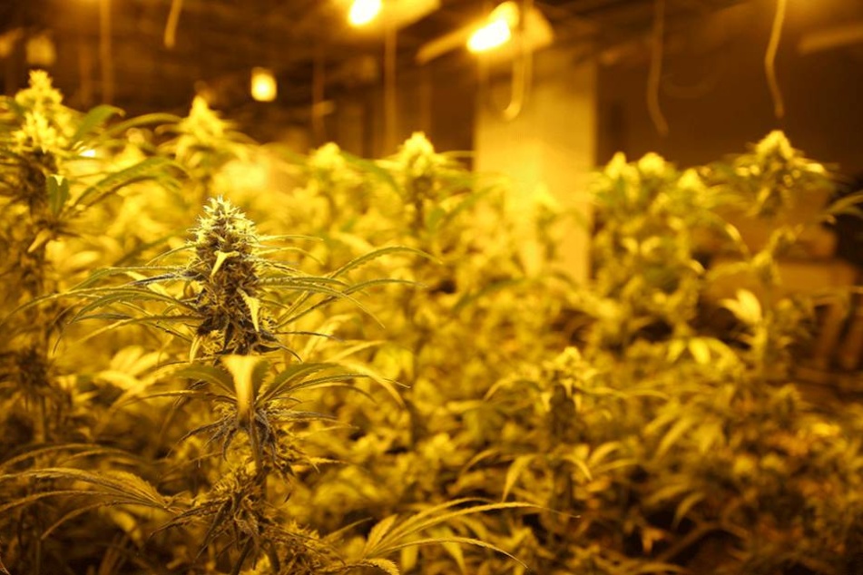 250 Cannabispflanzen wurden in den Gebäude in Biesdorf sichergestellt.