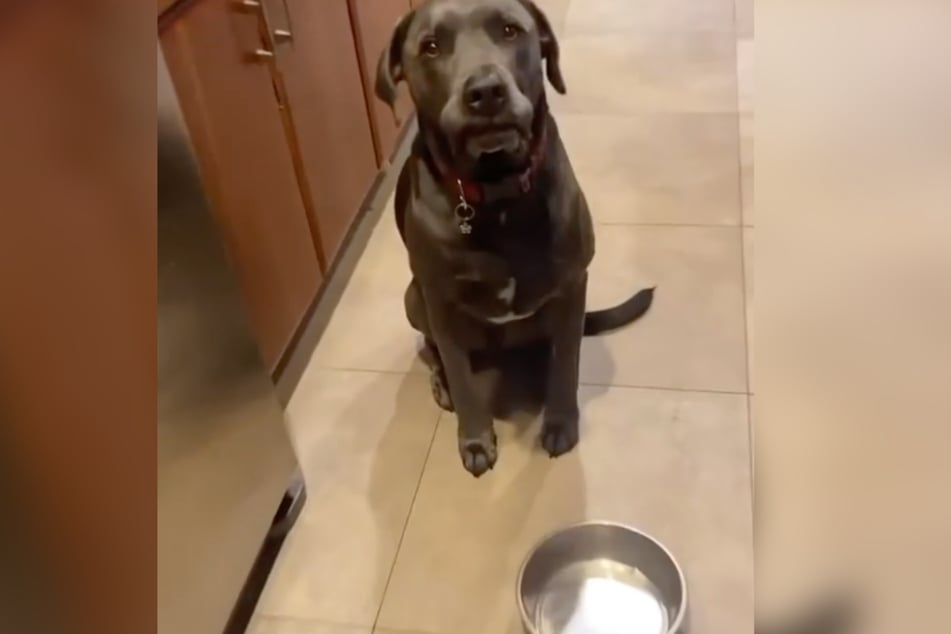 This dog started carrying a knife when his owner tried to put him on a diet.