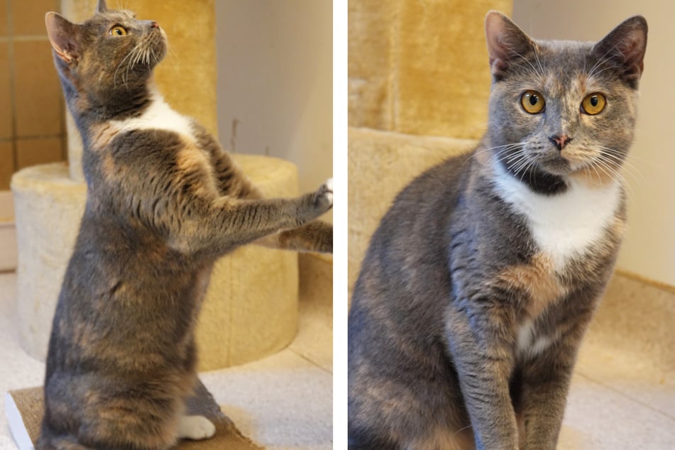 Wichtig: Die Samtpfote hätte nach einer Eingewöhnung später gerne wieder Freigang.