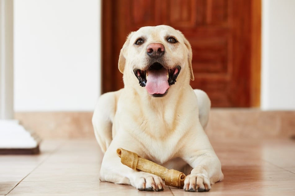 Knochen eignen sich perfekt als Beschäftigung für Hunde.