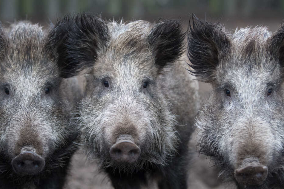 Besonders Wildschweine sind von der Rest-Strahlung betroffen.
