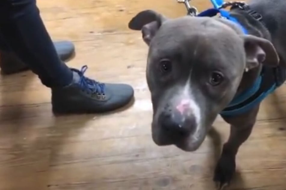 Vinny war der Hund mit den traurigsten Augen der Welt.