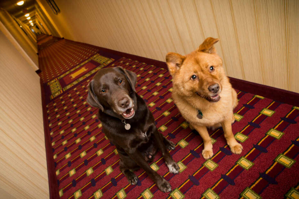 In einem Hotel in D'Iberville sind die Hunde los. (Symbolbild)