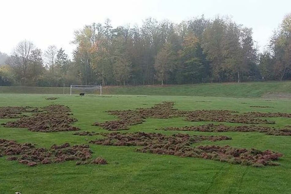 Wildschweine haben den Rasen im Meeraner Richard-Hofmann-Stadion verwüstet.