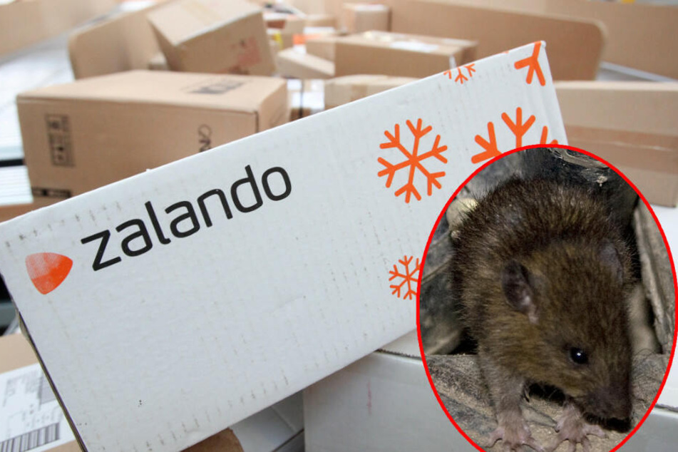 Am Postbahnhof haben die Mitarbeiter mit Ratten zu kämpfen. (Symbolbild)