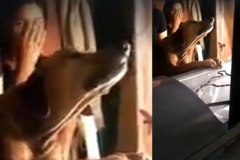 Eine Frau hält gerührt ihre Hand vors Gesicht: Der Hund wollte einfach nicht loslassen.