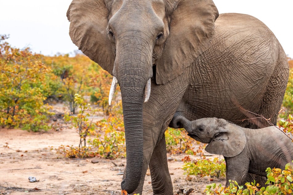 Krokodil will ihr Baby fressen: Elefanten-Mutter verteidigt ihr Kind heftig!