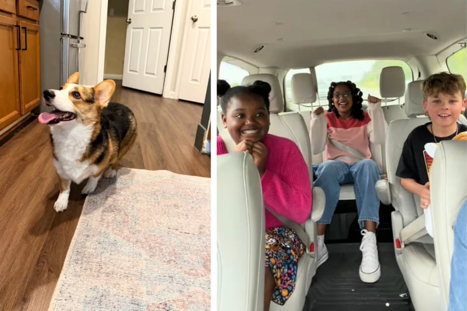 Mutter will ihre Kinder mit Hund überraschen, doch die Suche verläuft schwieriger als gedacht