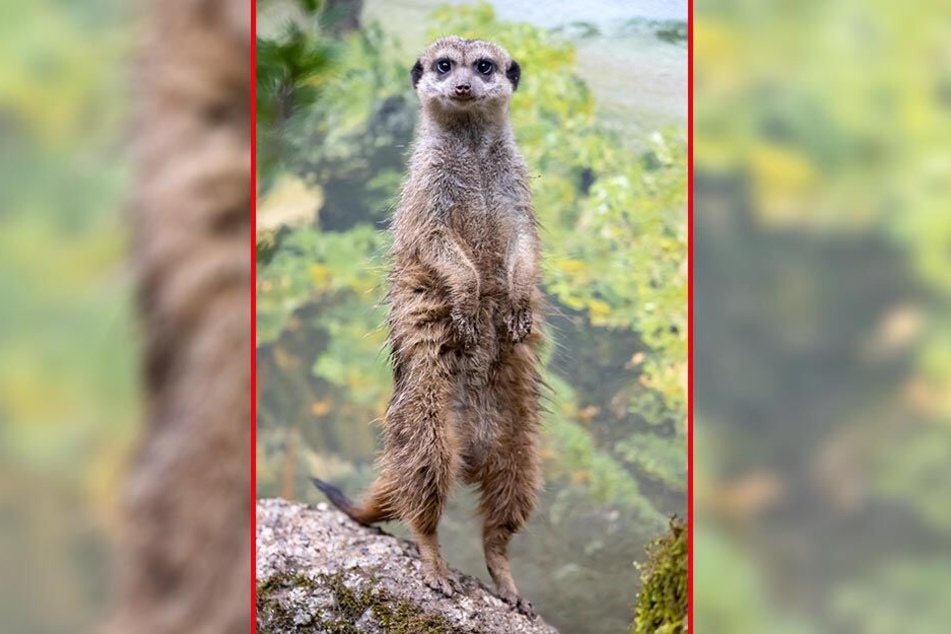 Im Tierpark Klingenthal sind drei junge Erdmännchen eingezogen.
