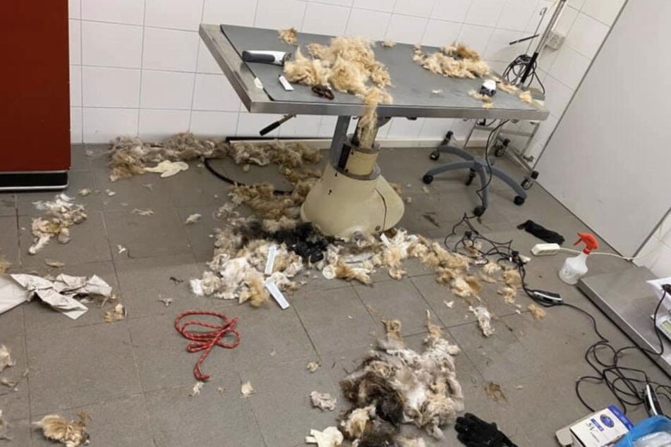 Die Reste der tierischen Scheraktion.