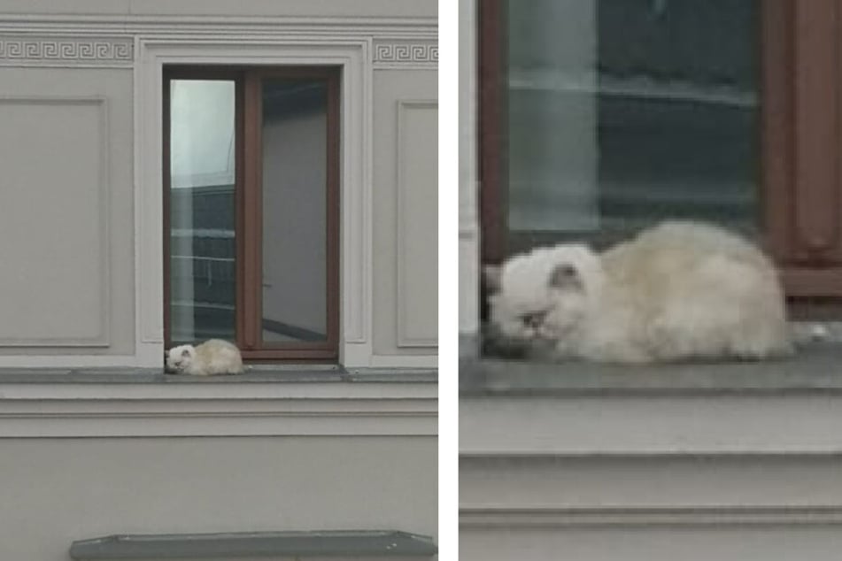 Eine Aufnahme vom Montagmorgen: Die Katze sitzt zusammengekauert auf dem Fenstersims einer fremden Wohnung im vierten Stock.