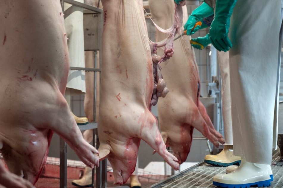 Der Mitarbeiter eines Schlachthofes entnimmt gerade die Gedärme eines toten Schweins.