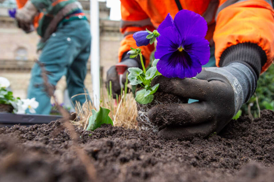Die Stadtgärtner müssen jetzt alle Blumen neu pflanzen. (Symbolbild)