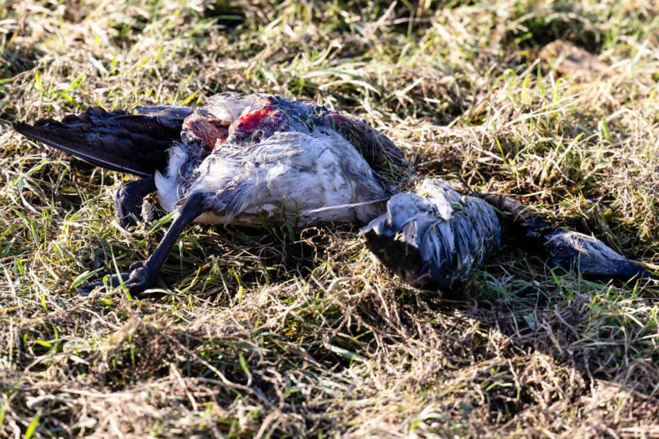 Eine tote Nonnengans liegt Gras. In Mecklenburg-Vorpommern ist die Vogelgrippe in einem zweiten Landkreis aufgetreten.
