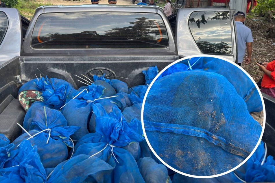 In blauen Netzen gefangen: Traurige Entdeckung auf Pickup-Ladefläche