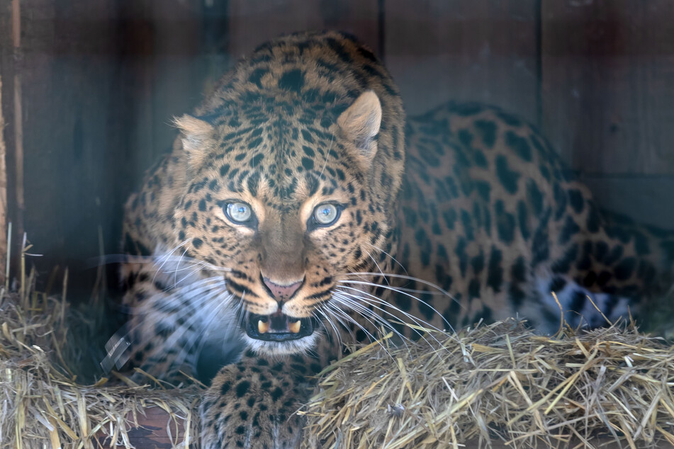Traurige News aus dem Zoo der Minis: Leopardin LiLa musste von ihren Leiden erlöst werden.