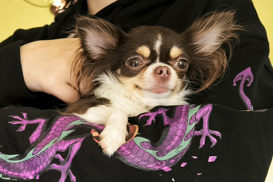Der braun-beige Chihuahua Cookie wird seit Mittwochabend in Dresden vermisst.