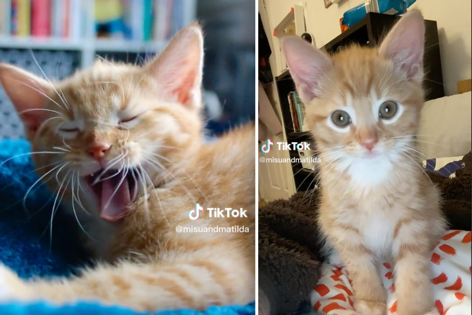 Ein Gähnen reicht und schon sind Millionen von TikTok-Usern in den kleinen Kater Misu verliebt.