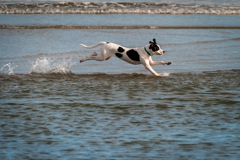 Bewegungsfreudige Hunderassen sind anfälliger für eine Wasserrute.