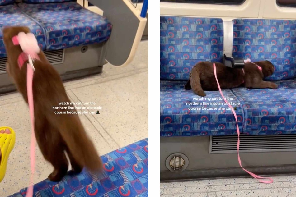 An exceptionally playful cat has gone viral on TikTok after her human posted footage of the kitty making the London Underground into her own personal obstacle course!