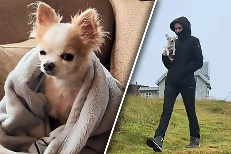 Frau reist mit Hund nach Norwegen: Der Grund für den Trip treibt Tränen in die Augen