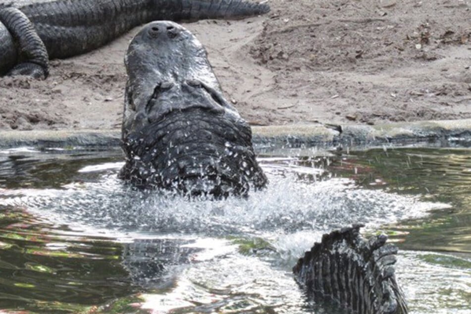 Die Paarungszeit der Alligatoren begann in diesem Jahr bereits Anfang April und damit einen ganzen Monat früher, als sonst. (Symbolbild)