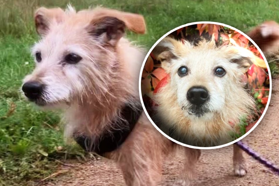Hunde-Seniorin sucht Für-immer-Zuhause: Wer hat ein Herz für Ilse?