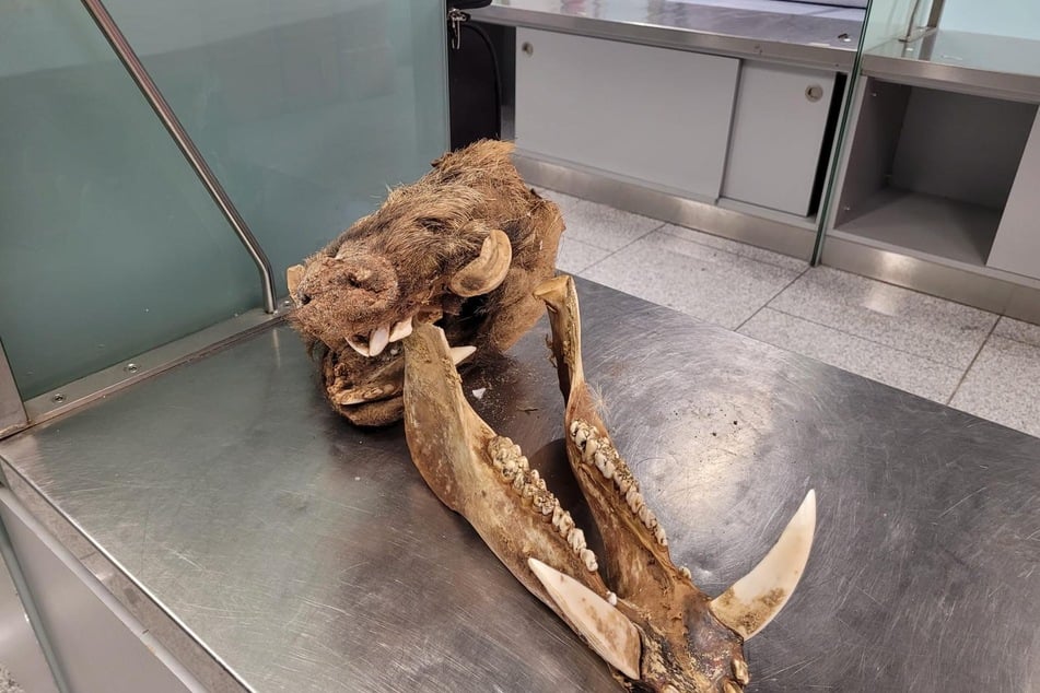 Der Wildschweinschädel samt Unterkiefer, komplett mit Haaren und Fleischresten, wurde noch vor Ort entsorgt.