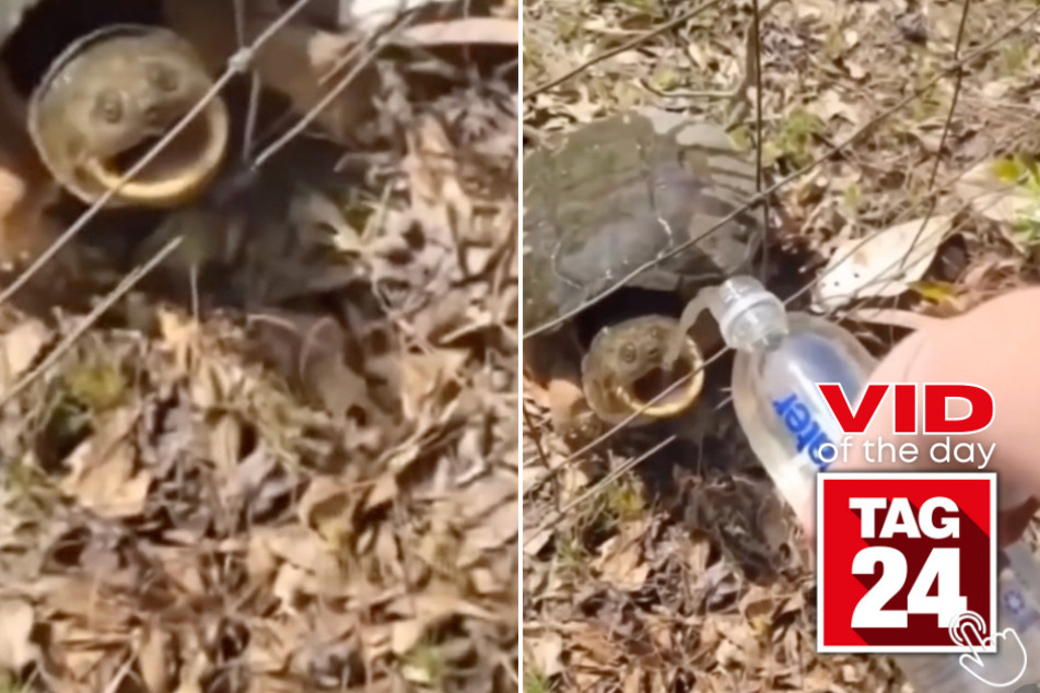 Today's Viral Video of the Day features a woman who tried to quench a snapping turtle's thirst!