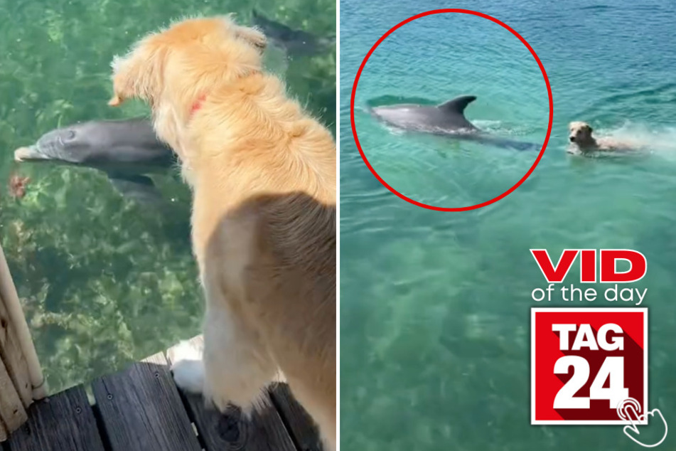 Today's Viral Video of the Day features a pup who went on a friendly swim with her dolphin bestie!