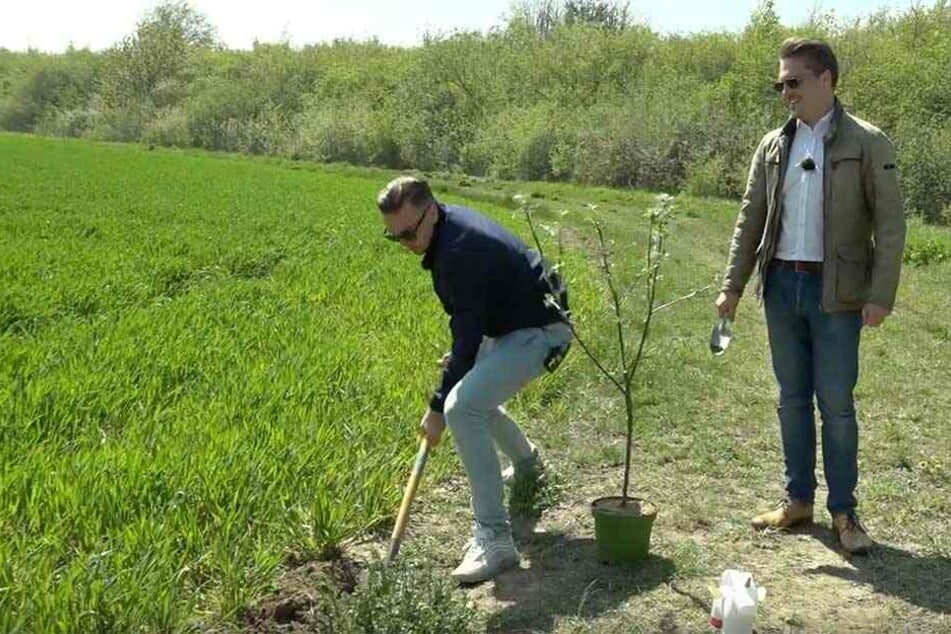 Paul gräbt, Tom kommentiert: Gar nicht so einfach, einen Baum fachgerecht in die Erde zu bringen.