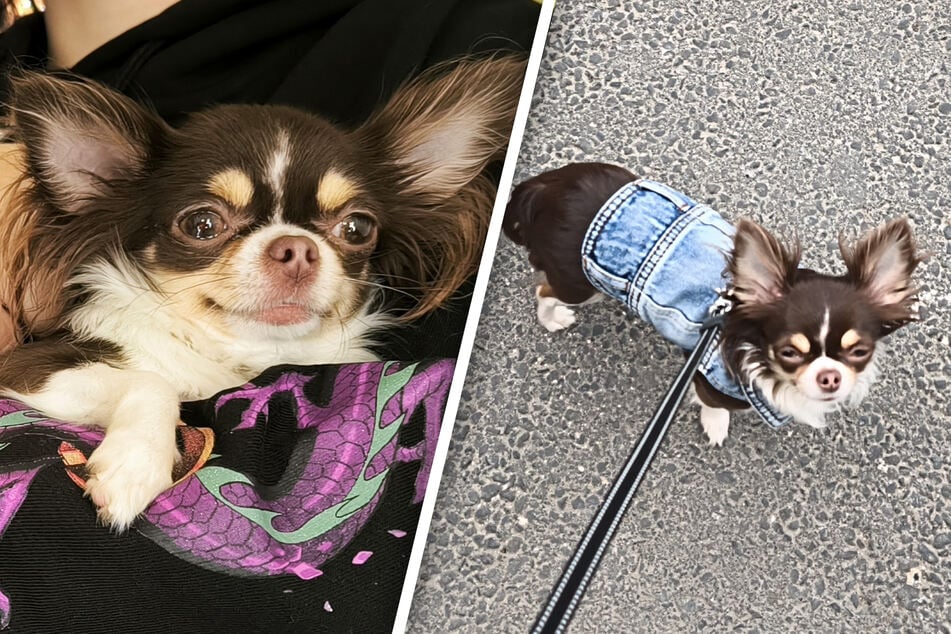 Dresden: Auf Gassi-Runde davongerannt: Ängstlicher Chihuahua in Dresden vermisst