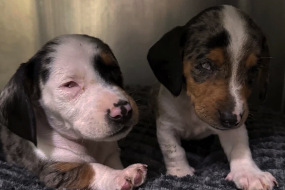 Kurz nach ihrer Einlieferung im Tierheim Bergheim machten die Tierretter dieses Foto.