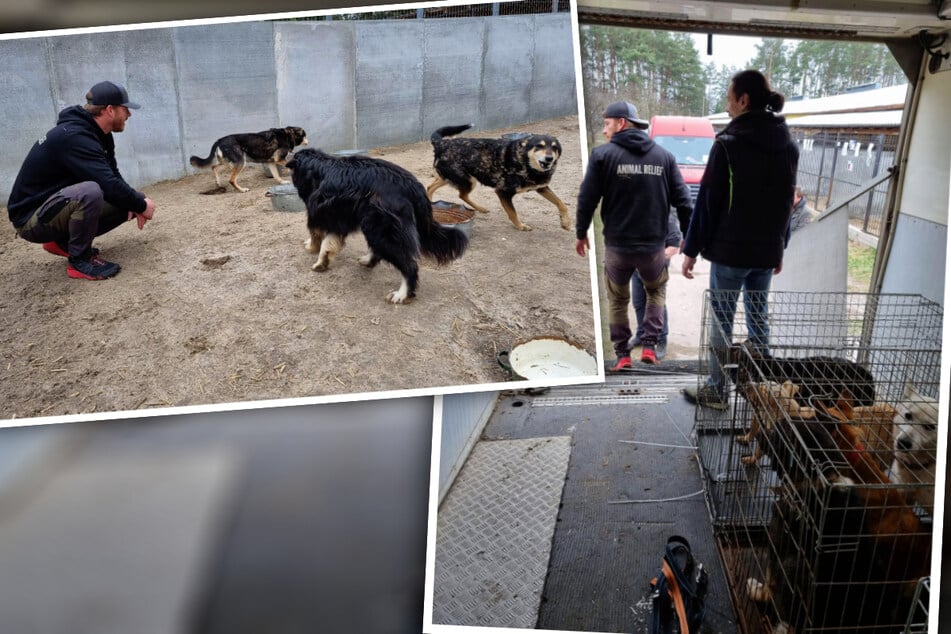 Horror-Tierheim bei Kiew: Restliche Hunde sind gerettet!